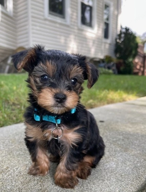 Yorkshire terrier 