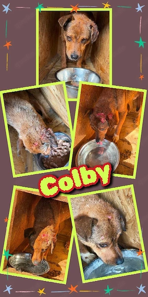 bezaubernder Hundejunge "Colby" sucht sehr dringend ein Zuhause- wer kann helfen