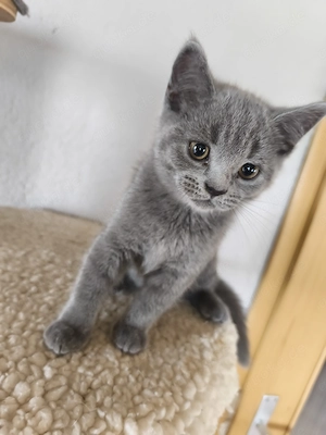 BKH Kater sofort abgabebereit 