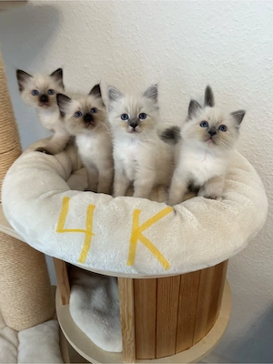   Wunderschöne Heilige Birma Kitten   