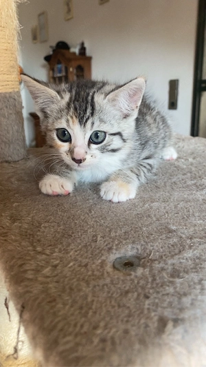 Kitten in gute hände abzugeben 