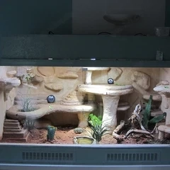 Verkaufe Schleuderschwanzagame   Hardun DNZ 2025 (Laudakia stellio brachydactyla) inkl. Terrarium