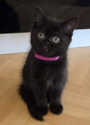 perserkitten 