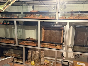 exo terras, geckos,frösche,schlangen,anolis 
