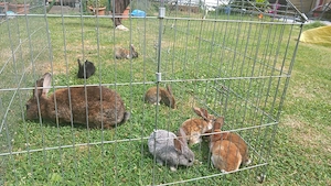 Hasen Babys abzugeben