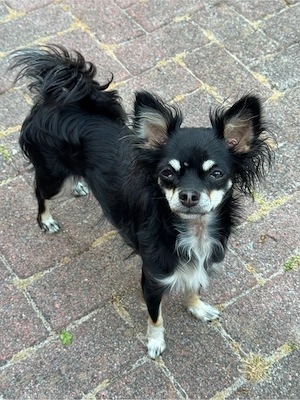 Langhaar Chihuahua Hündin 