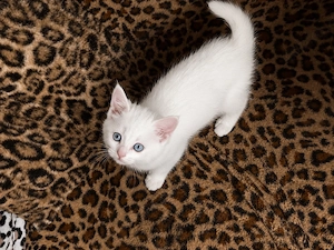 BKH kitten zur abgabe bereit 
