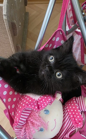 Bkh perserkitten