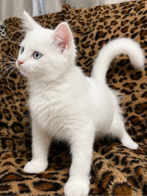 BKH kitten zur abgabe bereit 