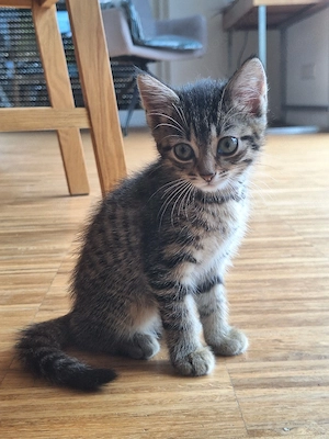 Süßes Katzenmädchen sucht ab Mitte Juli ein liebevolles Zuhause 