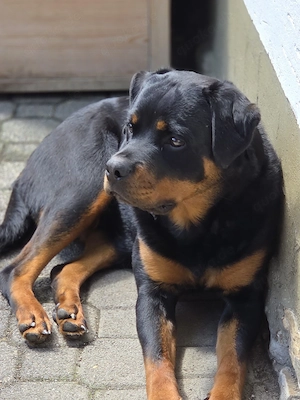 Rottweiler 
