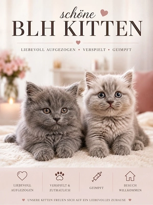 Schöne BLH Kitten suchen ein liebevolles Zuhause