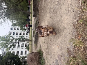  American Pocket Bully Pocket   ABKC   4 Monate