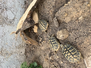 Griechische Landschildkröten abzugeben