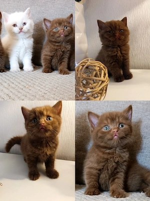 Reinrassige BKH BLH Bärchen in den seltenen Farben Cinnamon und Fawn Point 
