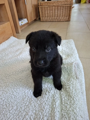 Deutsche Schäferhund Welpen 