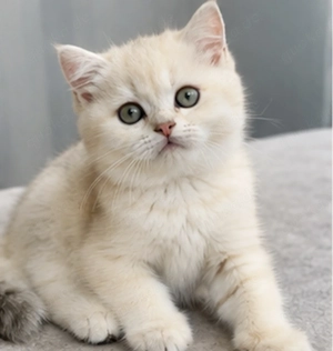 Britisch Kurzhaar Baby Kater 