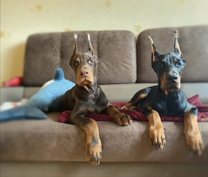 Typvolle Dobermannwelpen mit Ahnenpass, Männchen und Weibchen.