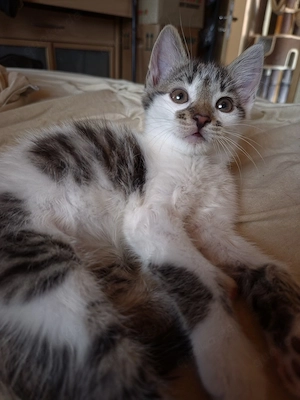Weibliches Kitten