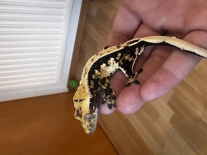 Wunderschönes Kronengecko Männchen 