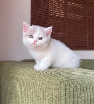    Wunderschöne British Shorthair Kitten suchen ein liebevolles Zuhause   