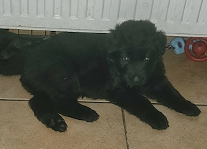 Altdeutscher Schäferhund Welpe Rüde