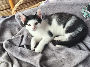 Kitten (w) sucht neue Dosenöffner
