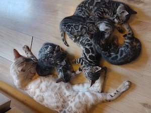 Super schöne Bengal Kitten