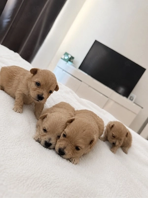     Pomapoo Bild 2