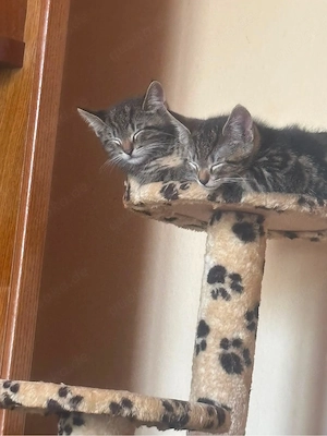 babykatzen
