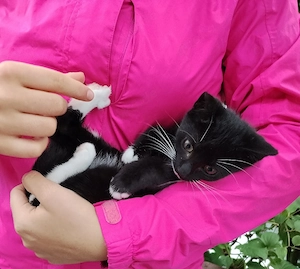 Süßes15Wo verschmußtes Kitten Katzenbaby Kätzchen