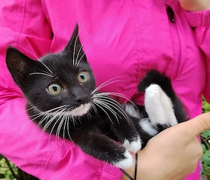 Süßes15Wo verschmußtes Kitten Katzenbaby Kätzchen