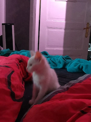 1 Weisse Katze