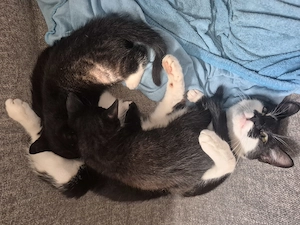 Waldkatzenmixbabys Kater abzugeben