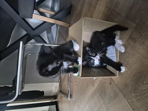 Waldkatzenmixbabys abzugeben
