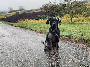 Labrador Welpen