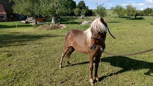 Deutsches Classic Pony Bild 2