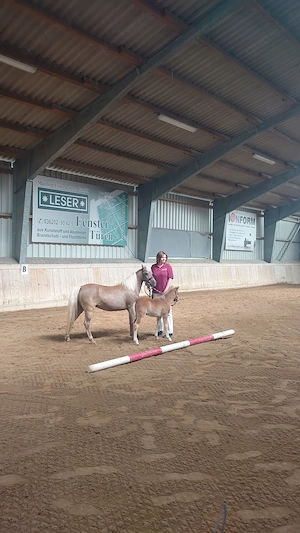 Deutsches Classic Pony Bild 5