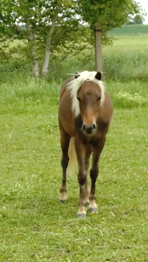 Deutsches Classic Pony Bild 3