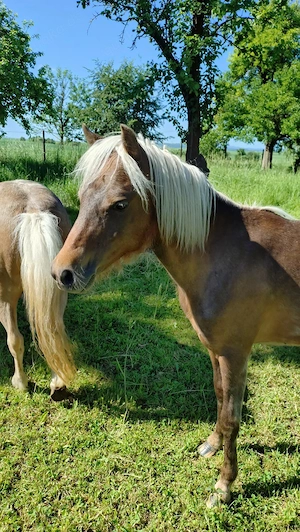 Deutsches Classic Pony Bild 4