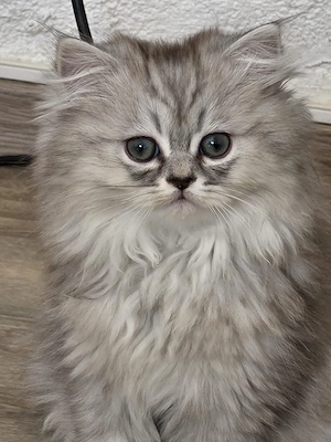 Bkh Blh Kitten