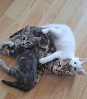 2 Monate alte Babykatzen zu Verkaufen