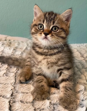 Britisch Kurzhaar Kitten