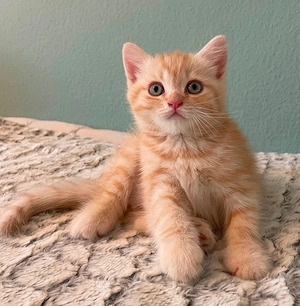Britisch Kurzhaar Kitten 
