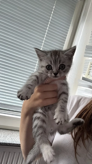 Bkh kitten 