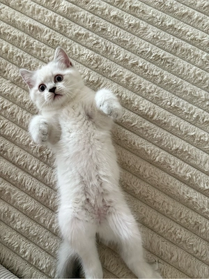 BKH Kitten
