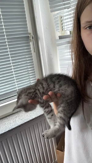 Bkh kitten 