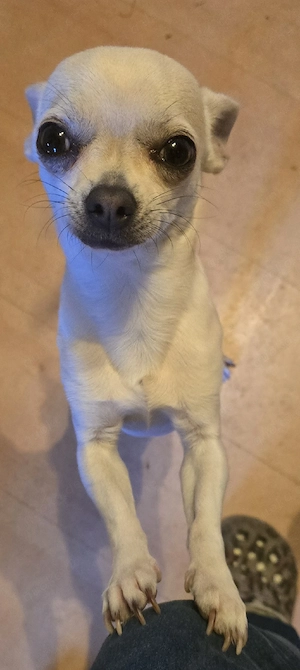 Deckrüde ( Chihuahua)
