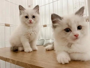 Ragdoll-Kätzchen, sowohl männlich als auch weiblich