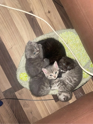 baby katzen 